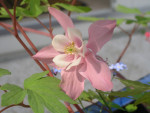 akelei
